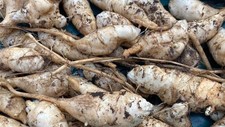 8x Jerusalem Artichoke Tubers