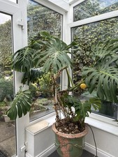 Super Large Cheese Rubber