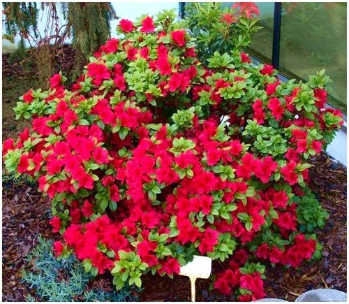 Dwarf japanese azalea japonica - dwarf,