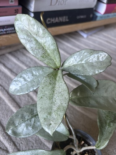 Hoya carnosa silver ghost - hoya,