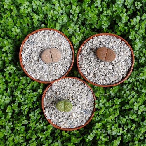 Mixed lithops living - x, 'living