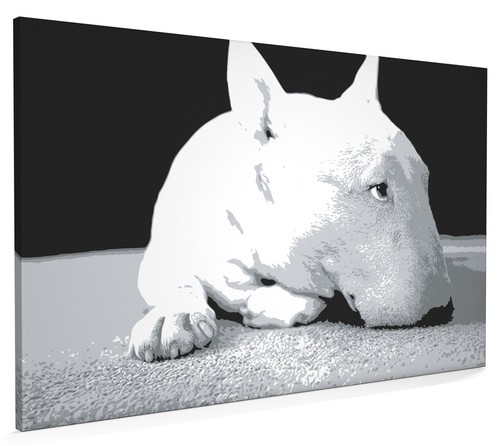 English bull terrier - bull,