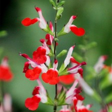Salvia Hot Lips Perennial Plug