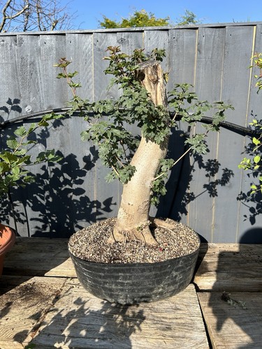 Field maple yamadori bonsai - field,