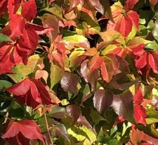 GOLD & RED Virginia Creeper