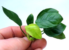 Anubias Nana  Live Aquarium