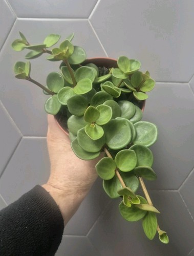 Peperomia hope 12cm pot - hope, |
