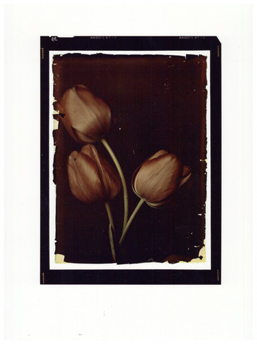 Tulips after - tulips,, d'after