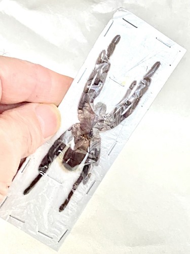 Tarantula taxidermy spider - taxidermy.,
