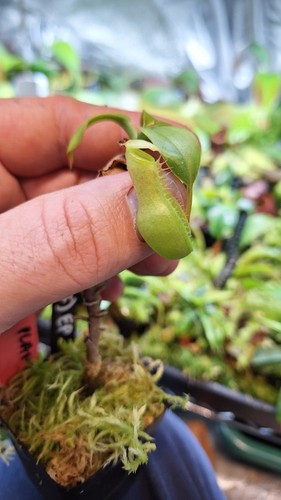 Nepenthes alata sale - alata,