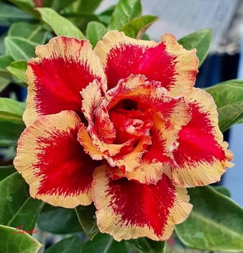 Santa desert rose adenium - desert,