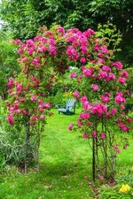 Metal Garden Arch Rose Plant