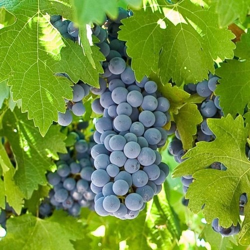 Grapevine vitis boskoop glory - grapevine,