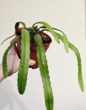 Epiphyllum Red Tip Pot 12 Cm