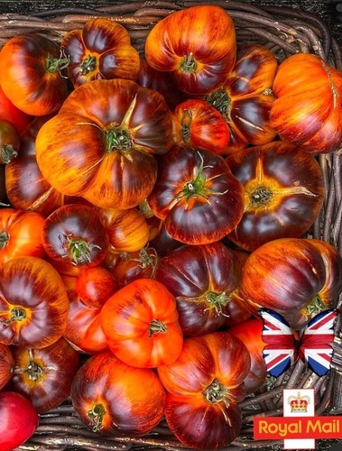 Tomato seeds lucid - seeds, “lucid