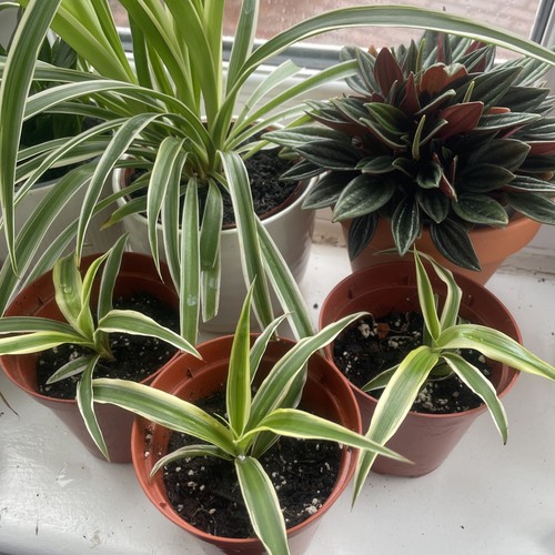Spider plant easy care - |,