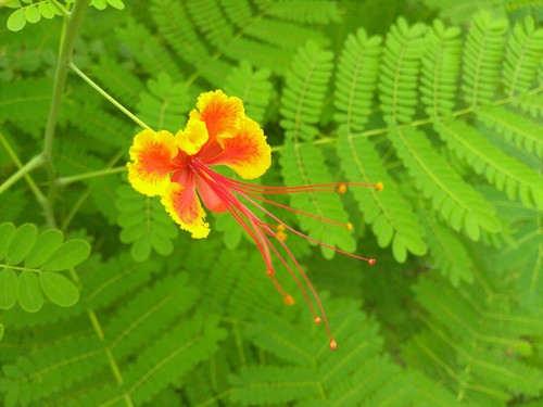 Caesalpinia pulcherrima bird - caesalpinia,