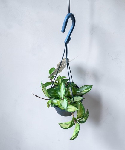 Hoya carnosa tricolor - hoya, |