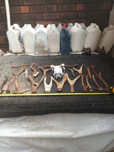 Antlers roe deer vintage - deer,