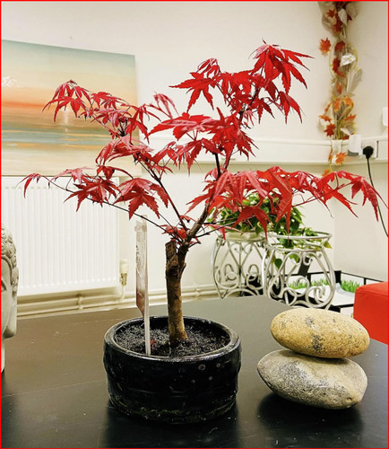Japanese maple bonsai tree - japanese,