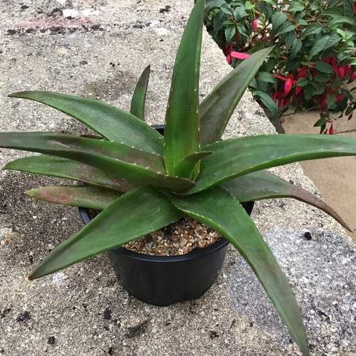 Large haworthia plant - large,