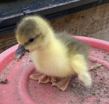 Magnetic Fertility/Gender