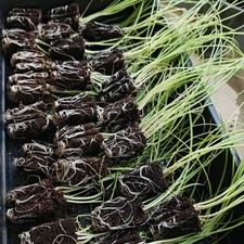 White Onion Plug Plants "Grow Your Own" ready to plant out now  