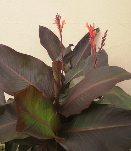 Canna red russian - russian'., hardy