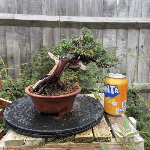 Itoigawa juniper bonsai tree - bonsai,
