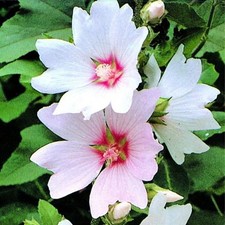 Lavatera Barnsley Baby Tree Mallow Evergreen Garden Shrub Hardy Plant in Pot