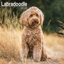 Labradoodle Calendar 2026 -