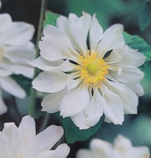 Anemone × hybrida 'Whirlwind'