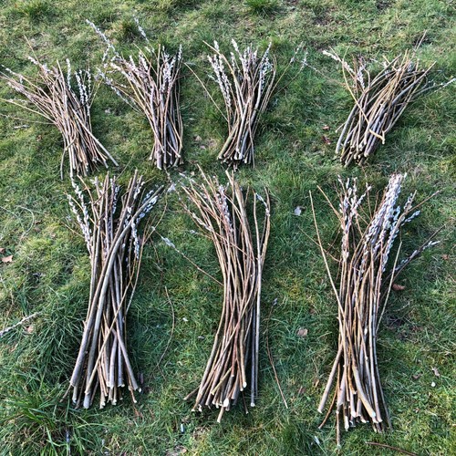 30x 90cm willow cuttings - willow,