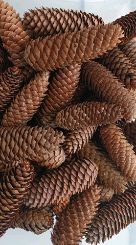 Extra large pine - large,