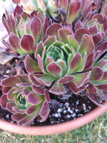 Aeonium cornish tribute 9 cm - 'cornish, tribute'