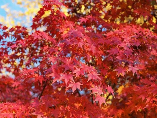 Acer palmatum japanese - palmatum, maple'