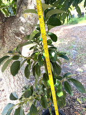 RARE GRAFTED UTUADO AVOCADO