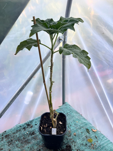Angels trumpet vermilion - trumpet, 'vermilion'