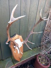 Taxidermy  Red Deer Antlers  Mount On   Oak Shield 