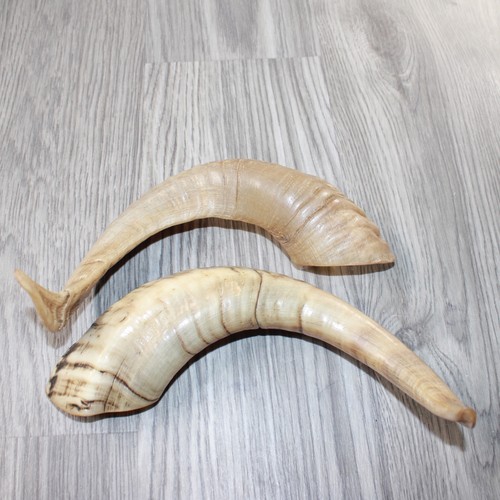 Sheep horns 7464 - sheep, #7464