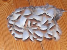 100 FRENCH PARTRIDGE FLANK