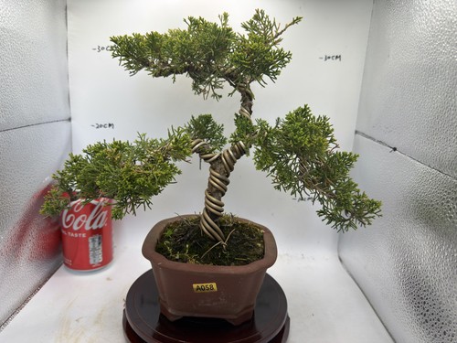 Juniper bonsai about years - bonsai,