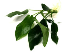 Anubias Nana Live Aquarium