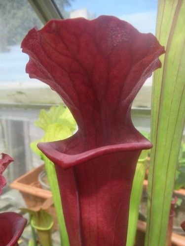 Sarracenia lynda butt x - x,