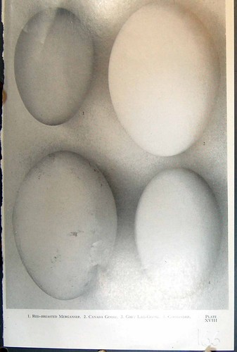 Old birds eggs - eggs, goose
