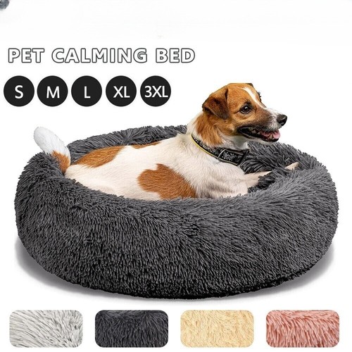 Extra large dog - large, pet