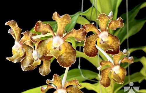 Rare vanda brunnea - vanda, 'umphang'