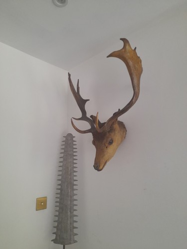 Antique taxidermy fallow - taxidermy, buck