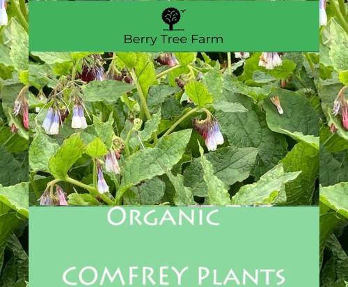 Comfrey plants crown - -, &