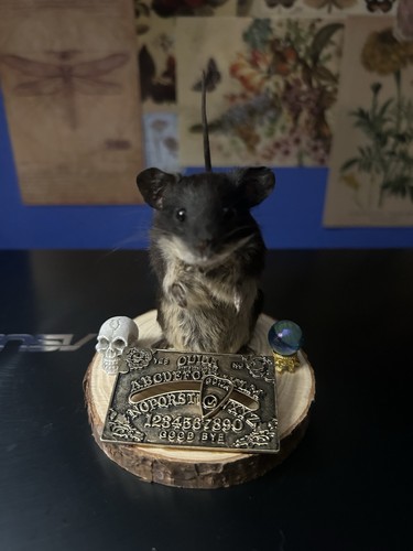 Taxidermy ouija mouse - ouija,